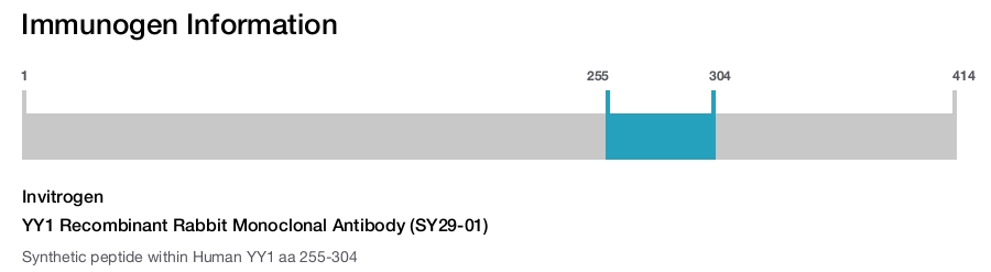 YY1 Recombinant Rabbit Monoclonal Antibody (SY29-01)