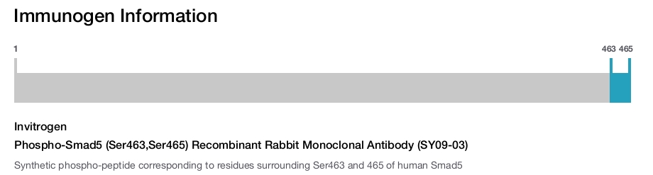 Phospho-Smad5 (Ser463,Ser465) Recombinant Rabbit Monoclonal Antibody (SY09-03)