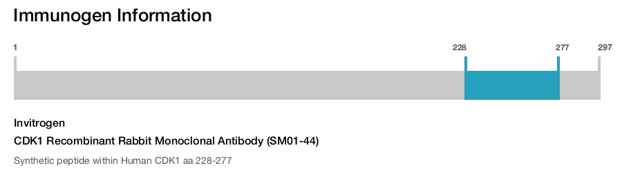 CDK1 Recombinant Rabbit Monoclonal Antibody (SM01-44)