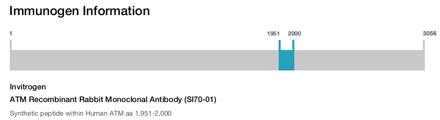 ATM Recombinant Rabbit Monoclonal Antibody (SI70-01)