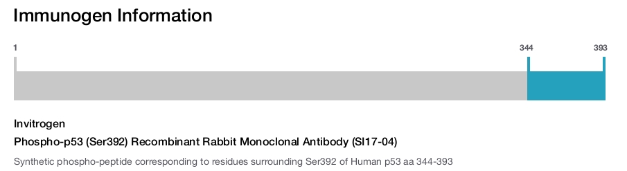 Phospho-p53 (Ser392) Recombinant Rabbit Monoclonal Antibody (SI17-04)