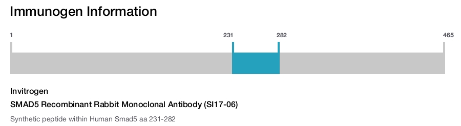 SMAD5 Recombinant Rabbit Monoclonal Antibody (SI17-06)