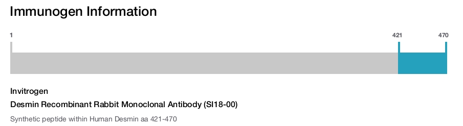 Desmin Recombinant Rabbit Monoclonal Antibody (SI18-00)