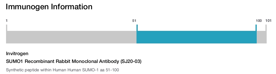 SUMO1 Recombinant Rabbit Monoclonal Antibody (SJ20-03)
