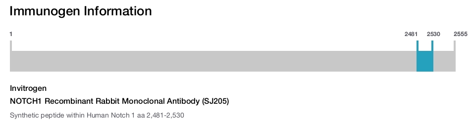 NOTCH1 Recombinant Rabbit Monoclonal Antibody (SJ205)