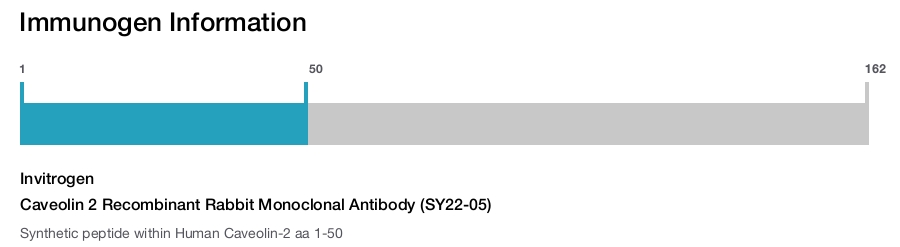 Caveolin 2 Recombinant Rabbit Monoclonal Antibody (SY22-05)
