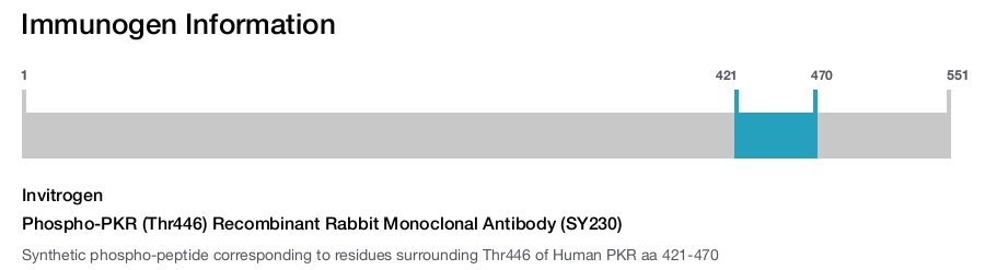 Phospho-PKR (Thr446) Recombinant Rabbit Monoclonal Antibody (SY230)