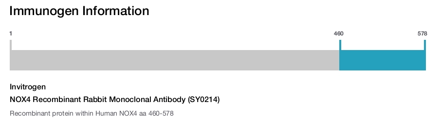 NOX4 Recombinant Rabbit Monoclonal Antibody (SY0214)