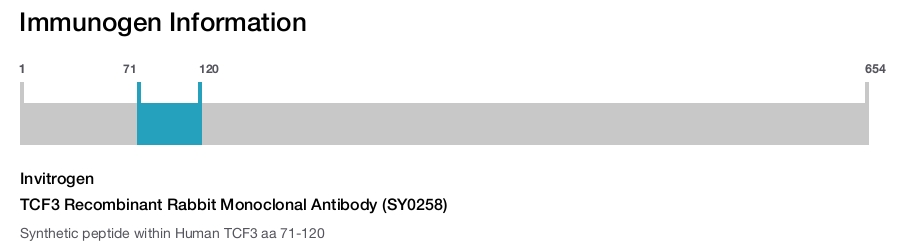 TCF3 Recombinant Rabbit Monoclonal Antibody (SY0258)