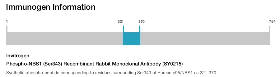 Phospho-NBS1 (Ser343) Recombinant Rabbit Monoclonal Antibody (SY0215)