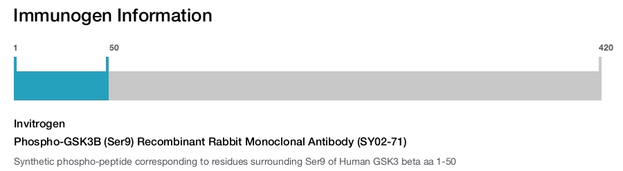 Phospho-GSK3B (Ser9) Recombinant Rabbit Monoclonal Antibody (SY02-71)