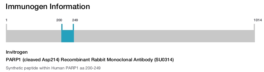 PARP1 (cleaved Asp214) Recombinant Rabbit Monoclonal Antibody (SU0314)