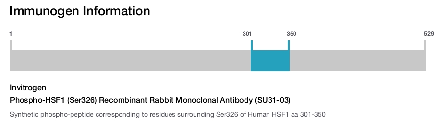 Phospho-HSF1 (Ser326) Recombinant Rabbit Monoclonal Antibody (SU31-03)