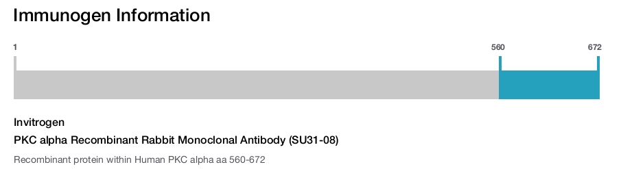 PKC alpha Recombinant Rabbit Monoclonal Antibody (SU31-08)