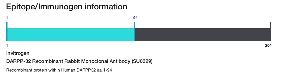 DARPP-32 Recombinant Rabbit Monoclonal Antibody (SU0329)