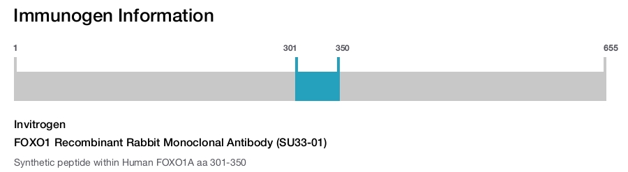 FOXO1 Recombinant Rabbit Monoclonal Antibody (SU33-01)