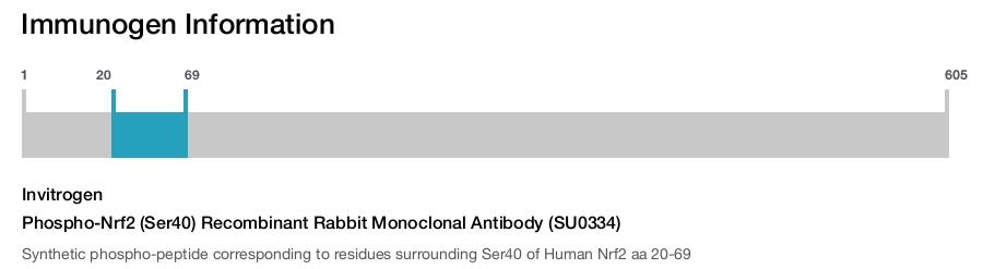 Phospho-Nrf2 (Ser40) Recombinant Rabbit Monoclonal Antibody (SU0334)