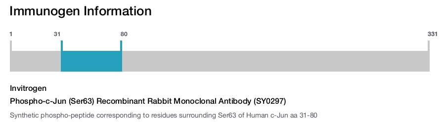 Phospho-c-Jun (Ser63) Recombinant Rabbit Monoclonal Antibody (SY0297)