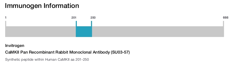 CaMKII Pan Recombinant Rabbit Monoclonal Antibody (SU03-57)