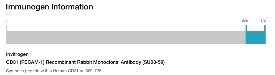 CD31 (PECAM-1) Recombinant Rabbit Monoclonal Antibody (SU03-59)