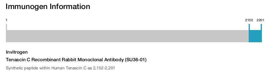 Tenascin C Recombinant Rabbit Monoclonal Antibody (SU36-01)