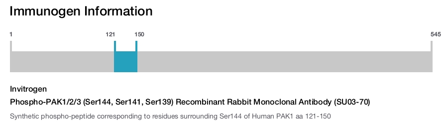Phospho-PAK1/2/3 (Ser144, Ser141, Ser139) Recombinant Rabbit Monoclonal Antibody (SU03-70)