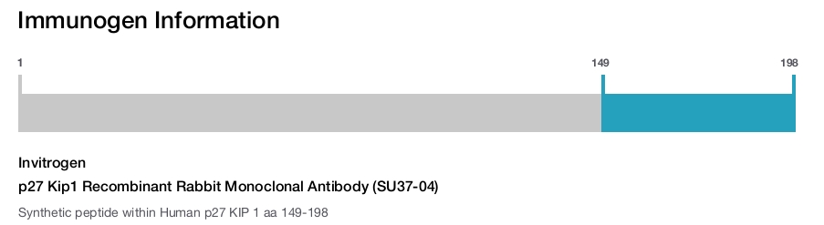 p27 Kip1 Recombinant Rabbit Monoclonal Antibody (SU37-04)
