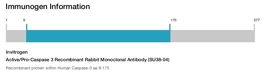 Active/Pro-Caspase 3 Recombinant Rabbit Monoclonal Antibody (SU38-04)