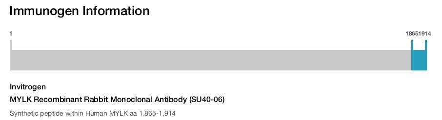MYLK Recombinant Rabbit Monoclonal Antibody (SU40-06)