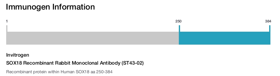 SOX18 Recombinant Rabbit Monoclonal Antibody (ST43-02)