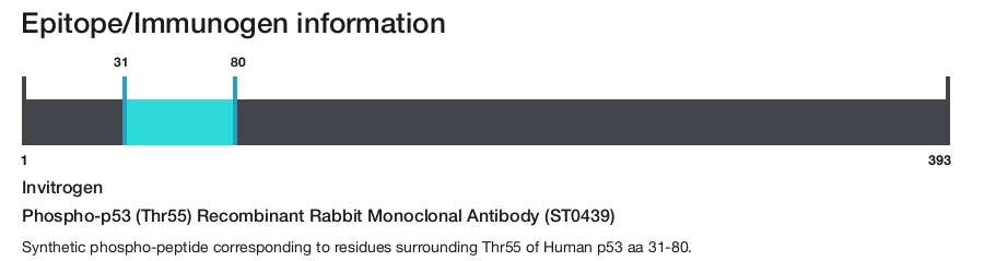 Phospho-p53 (Thr55) Recombinant Rabbit Monoclonal Antibody (ST0439)