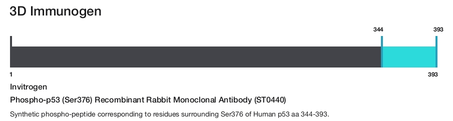 Phospho-p53 (Ser376) Recombinant Rabbit Monoclonal Antibody (ST0440)