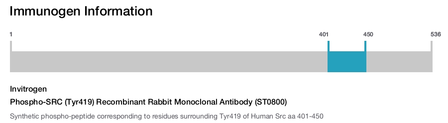 Phospho-SRC (Tyr419) Recombinant Rabbit Monoclonal Antibody (ST0800)
