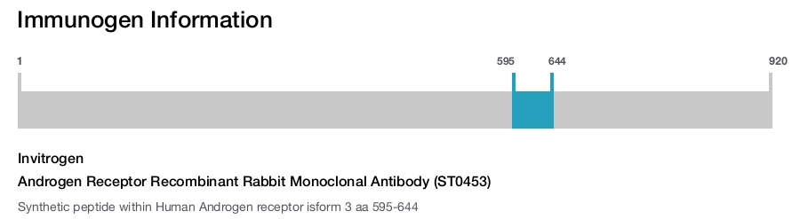 Androgen Receptor Recombinant Rabbit Monoclonal Antibody (ST0453)