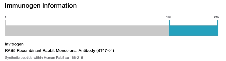 RAB5 Recombinant Rabbit Monoclonal Antibody (ST47-04)
