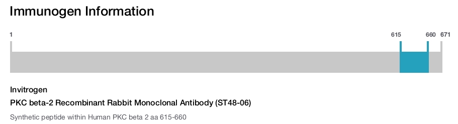 PKC beta-2 Recombinant Rabbit Monoclonal Antibody (ST48-06)