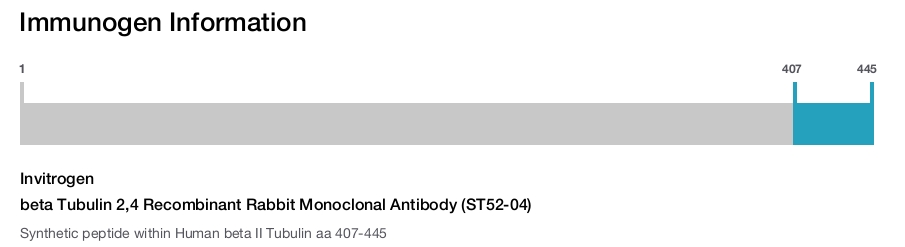 beta Tubulin 2,4 Recombinant Rabbit Monoclonal Antibody (ST52-04)