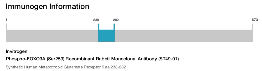Phospho-FOXO3A (Ser253) Recombinant Rabbit Monoclonal Antibody (ST49-01)