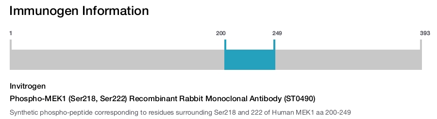 Phospho-MEK1 (Ser218, Ser222) Recombinant Rabbit Monoclonal Antibody (ST0490)