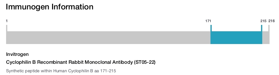 Cyclophilin B Recombinant Rabbit Monoclonal Antibody (ST05-22)