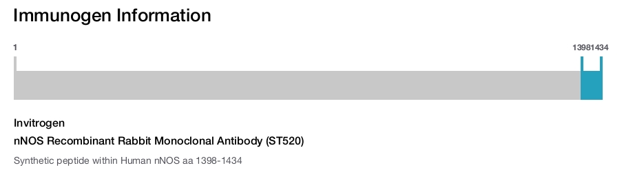 nNOS Recombinant Rabbit Monoclonal Antibody (ST520)