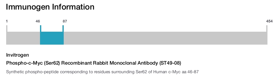 Phospho-c-Myc (Ser62) Recombinant Rabbit Monoclonal Antibody (ST49-08)