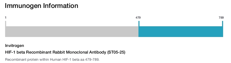 HIF-1 beta Recombinant Rabbit Monoclonal Antibody (ST05-25)