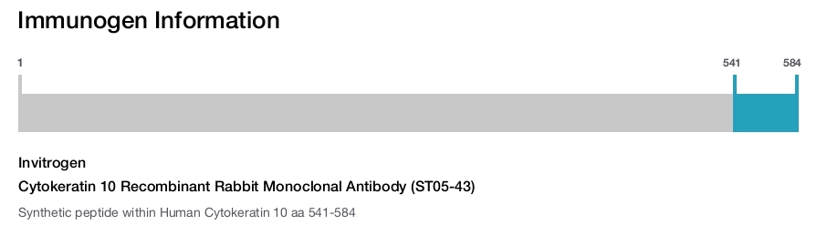 Cytokeratin 10 Recombinant Rabbit Monoclonal Antibody (ST05-43)