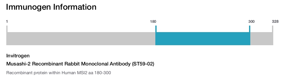 Musashi-2 Recombinant Rabbit Monoclonal Antibody (ST59-02)
