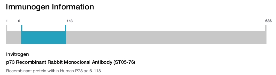 p73 Recombinant Rabbit Monoclonal Antibody (ST05-76)