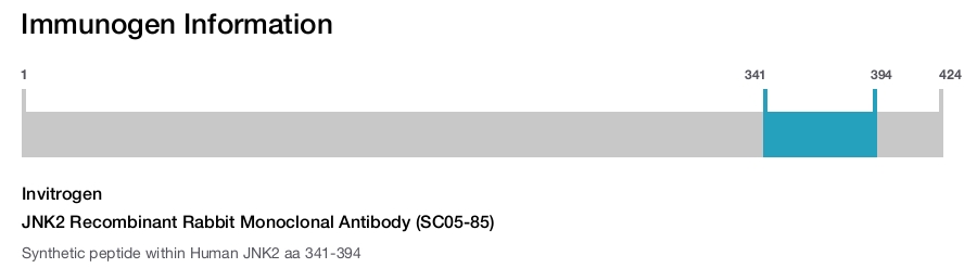 JNK2 Recombinant Rabbit Monoclonal Antibody (SC05-85)