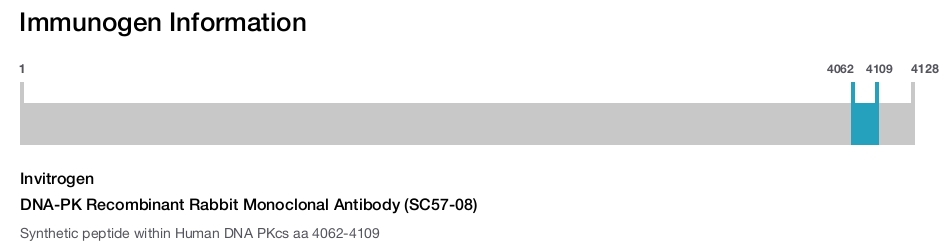 DNA-PK Recombinant Rabbit Monoclonal Antibody (SC57-08)