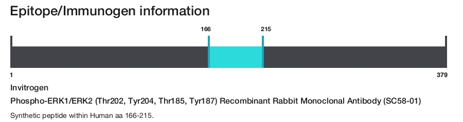 Phospho-ERK1/ERK2 (Thr202, Tyr204, Thr185, Tyr187) Recombinant Rabbit Monoclonal Antibody (SC58-01)