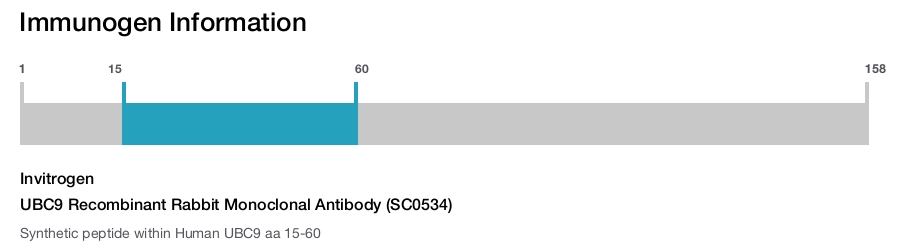 UBC9 Recombinant Rabbit Monoclonal Antibody (SC0534)